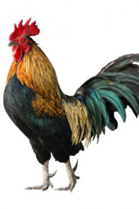 Beware of Chicken 2